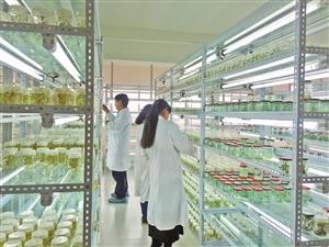 三保奇花 生物科技賦能產(chǎn)業(yè)升級(jí)，生物農(nóng)藥揚(yáng)帆出海